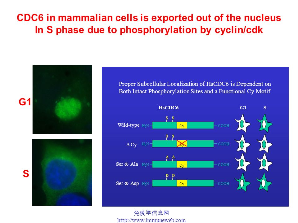 免疫学信息网   HsCDC6G1S H 2 NCOOH Cy SS Wild-type H 2 NCOOH Cy SS  H 2 NCOOH Cy DD H 2 NCOOH Cy AA Ser ® Ala Ser ® Asp Proper Subcellular Localization of HsCDC6 is Dependent on Both IntactPhosphorylation Sites and a Functional Cy Motif CDC6 in mammalian cells is exported out of the nucleus In S phase due to phosphorylation by cyclin/cdk G1 S