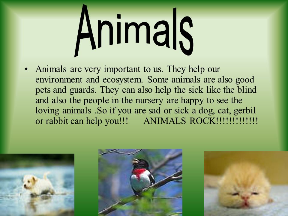 Baby animals are an important role in the life cycle of it's kind. We need  baby animals so the pack or pride can have new leaders or members. - ppt  download