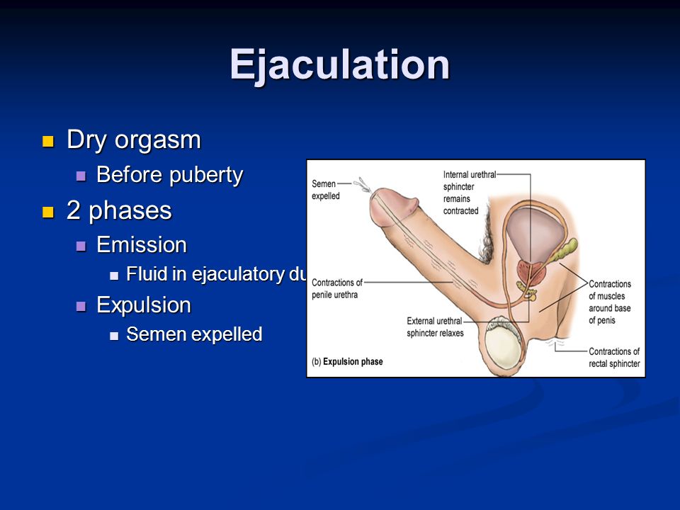 Male Anatomy. Penis 1 Penis 2 Penis Foreskin glands shaft. ppt