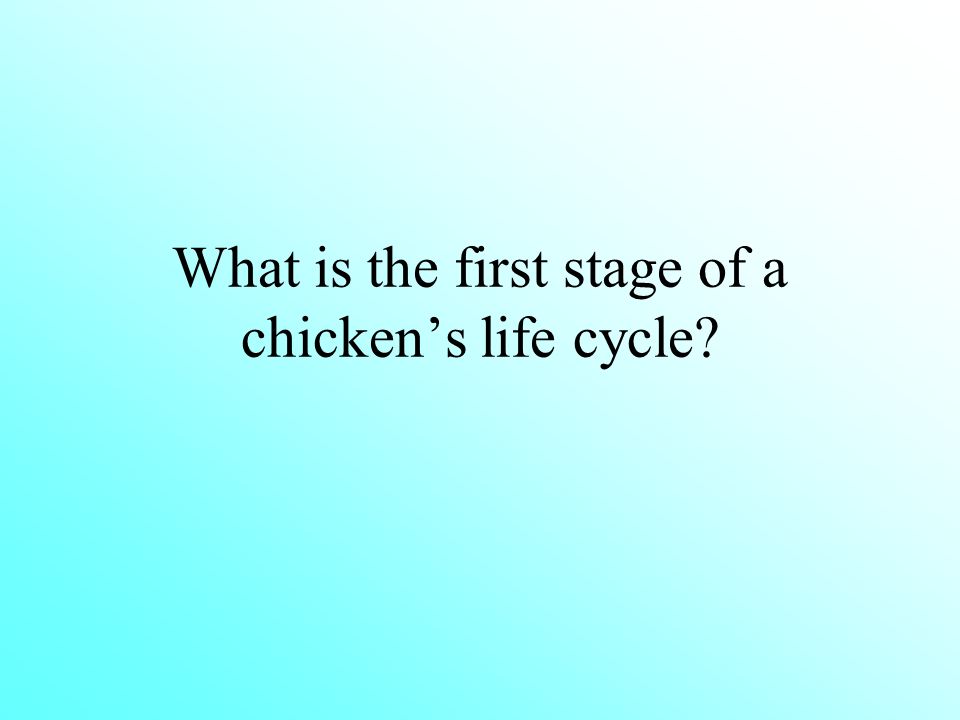 What is the first stage of a chicken’s life cycle