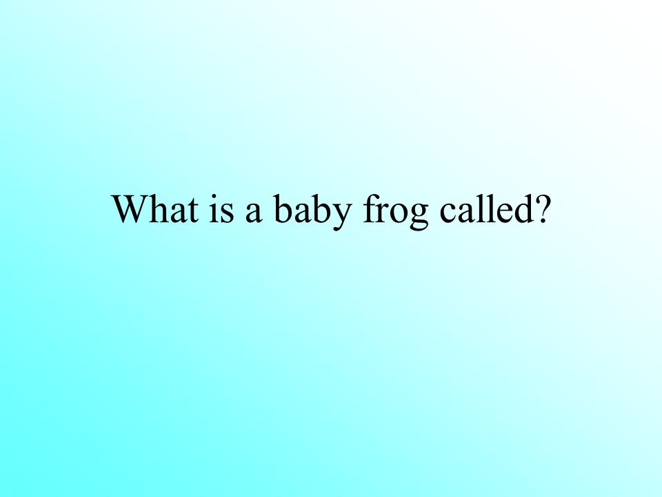 What is a baby frog called