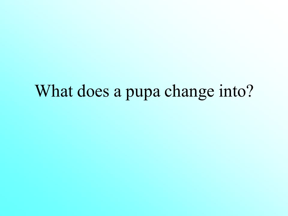 What does a pupa change into