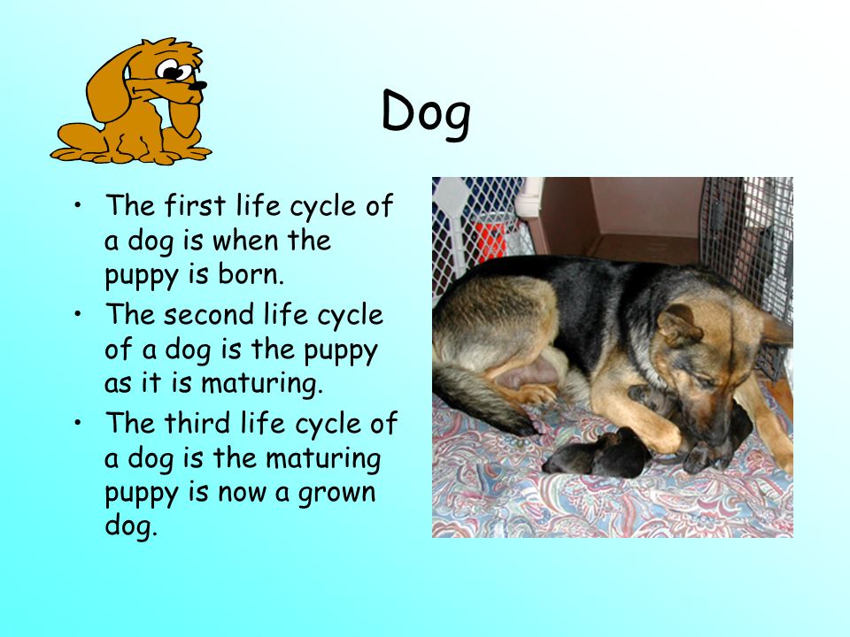 Dog The first life cycle of a dog is when the puppy is born.