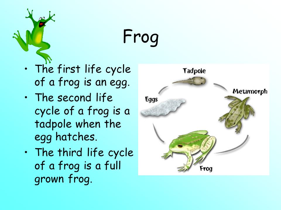 Frog The first life cycle of a frog is an egg.