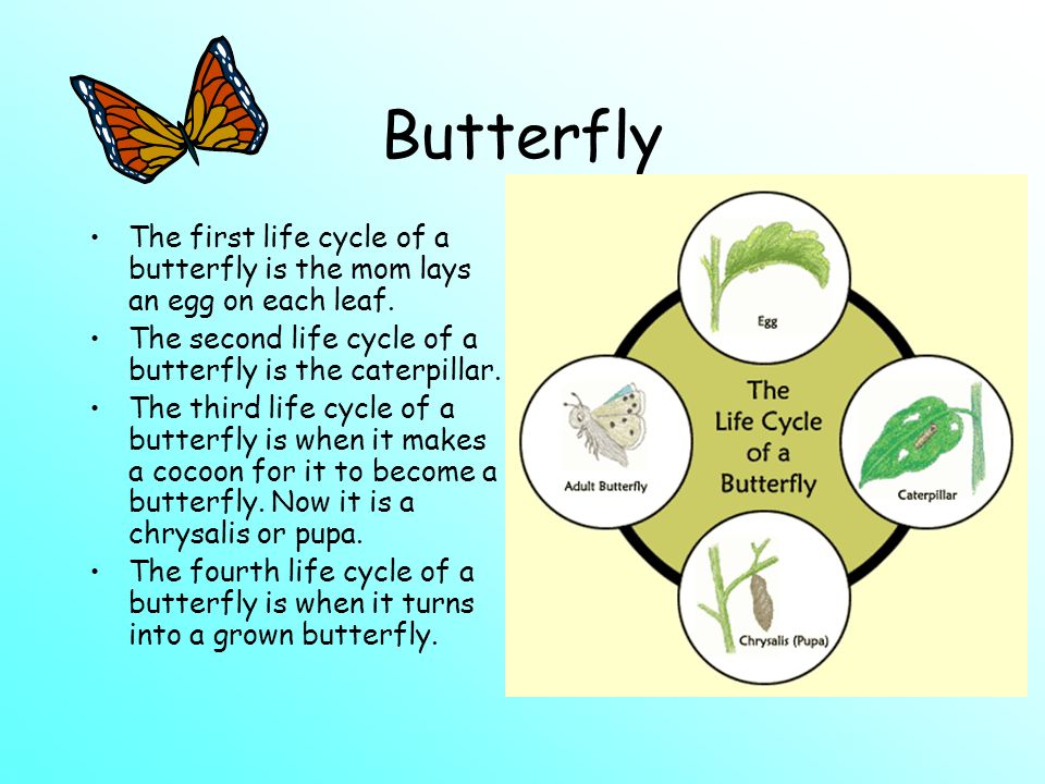Butterfly The first life cycle of a butterfly is the mom lays an egg on each leaf.