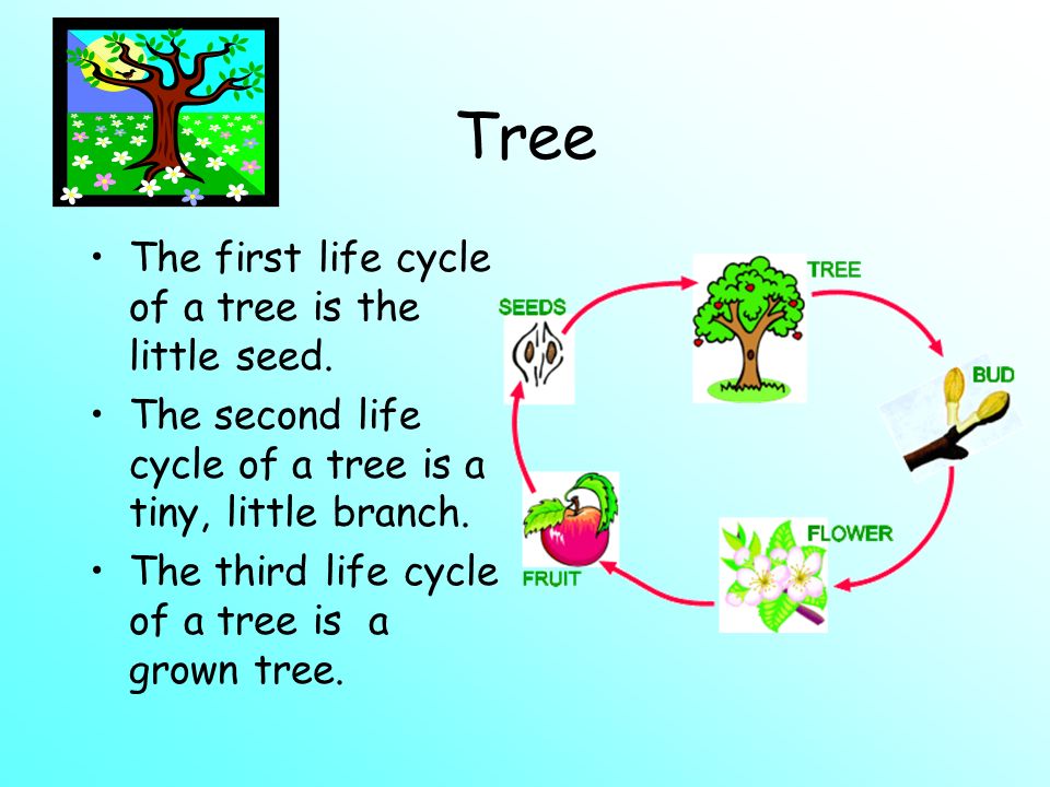 Tree The first life cycle of a tree is the little seed.