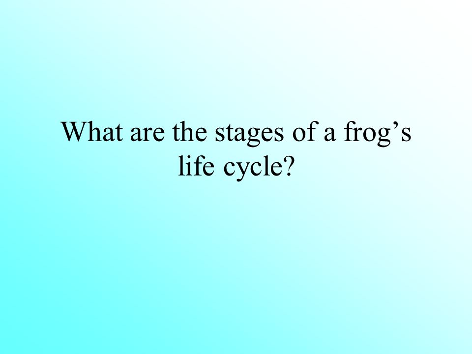 What are the stages of a frog’s life cycle
