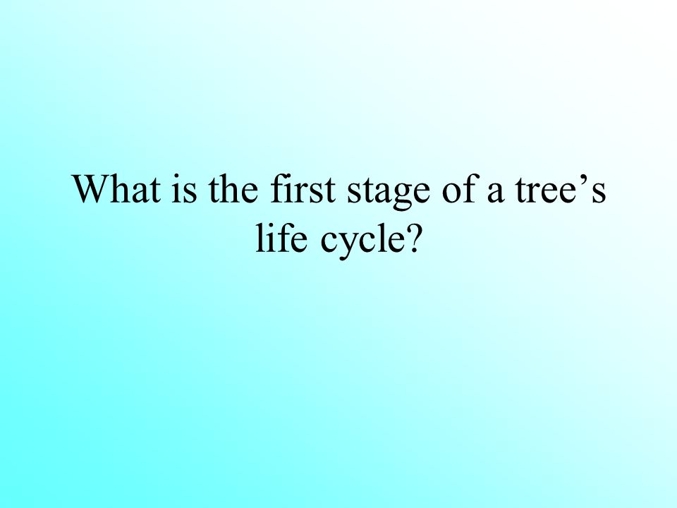 What is the first stage of a tree’s life cycle