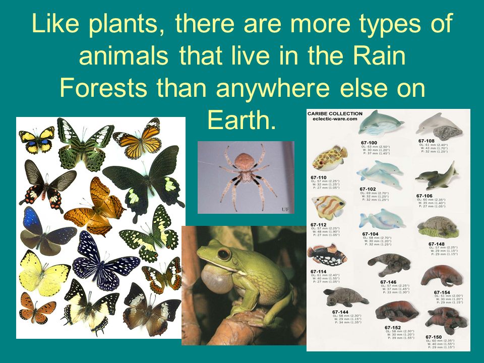 Dry-Land Environments Rain Forests . What are three things that make an  environment different? Climate Animals that live there Plants that grow  there. - ppt download