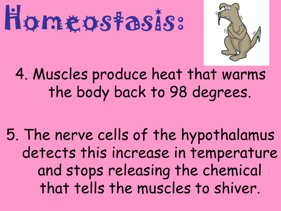 Homeostasis: 4. Muscles produce heat that warms the body back to 98 degrees.