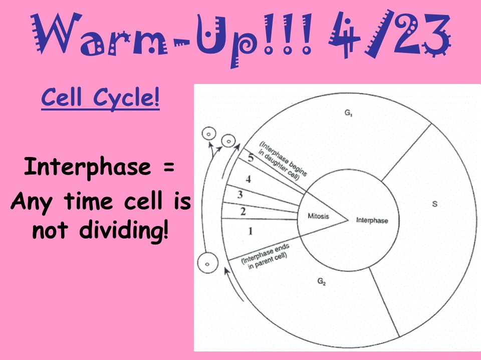 Warm-Up!!! 4/23 Cell Cycle! Interphase = Any time cell is not dividing!