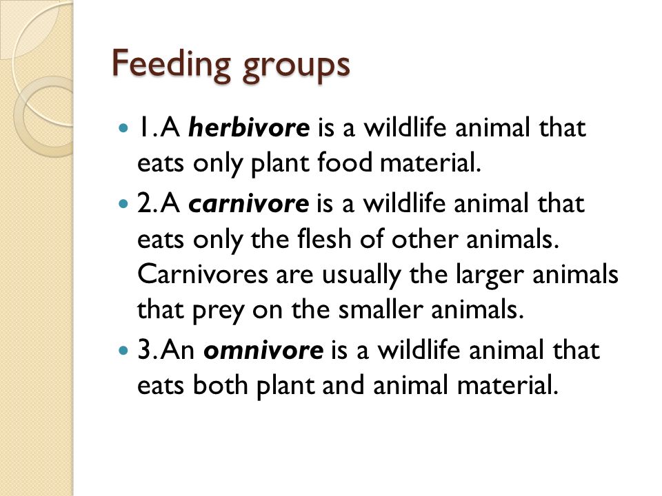 Feeding groups 1. A herbivore is a wildlife animal that eats only plant food material.