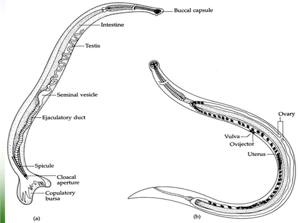 Filum Nemathelminthes Filum nemathelminthes mai multe nematode
