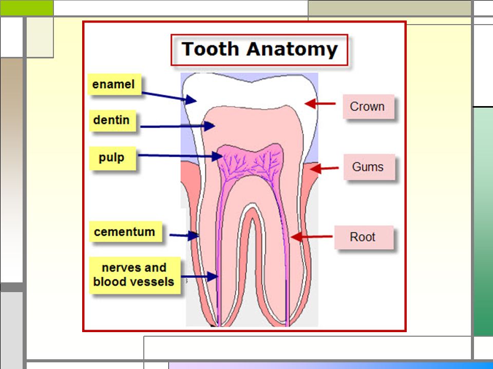 Tooth anatomy. Tooth structure. Зуб зубы на английском.