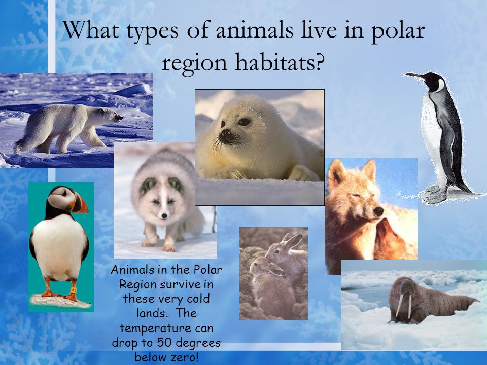 Habitats: Life in a Polar Region. What do polar region habitats look like?  The only people that live in the Antarctic are scientists in research  stations. - ppt download