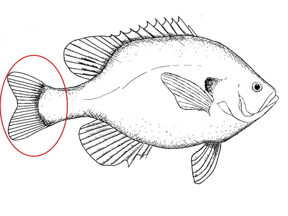 Была рыбка простая. Рыба рисунок. Рис с рыбой. Зарисовки рыб. Рыба карандашом.