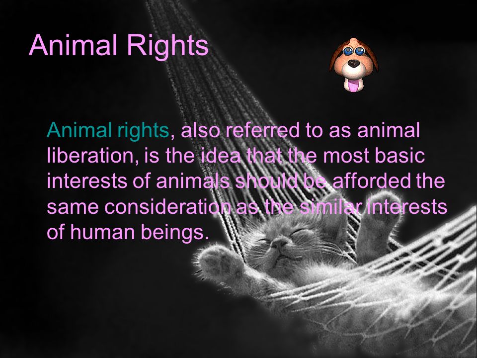 Animal Rights and Welfare. Animal Rights Animal rights, also referred to as  animal liberation, is the idea that the most basic interests of animals  should. - ppt download