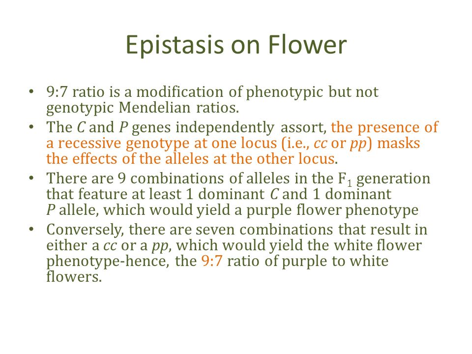 Epistasis on Flower 9:7 ratio is a modification of phenotypic but not genotypic Mendelian ratios.