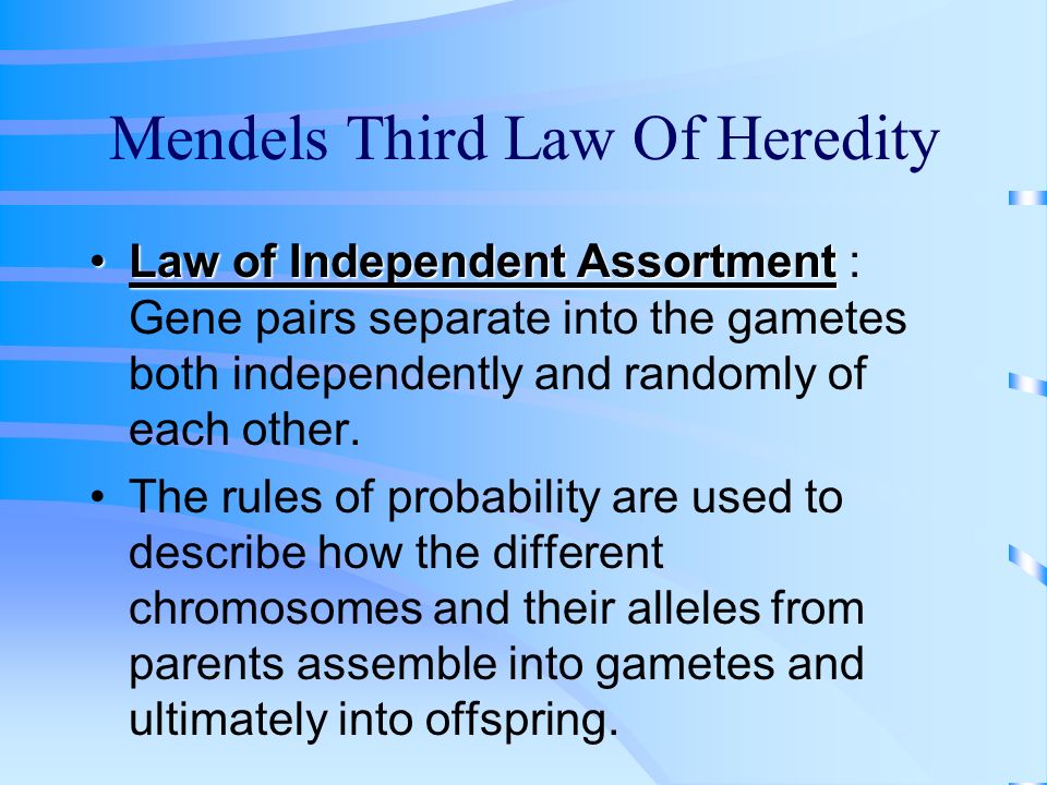 Meiosis and Independent Assortment