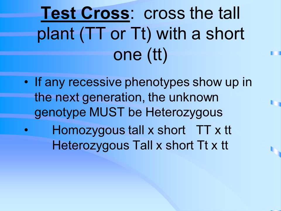 What are the possible genotypes for each plant tt For A Short Plant TT OR Tt For a Tall Plant