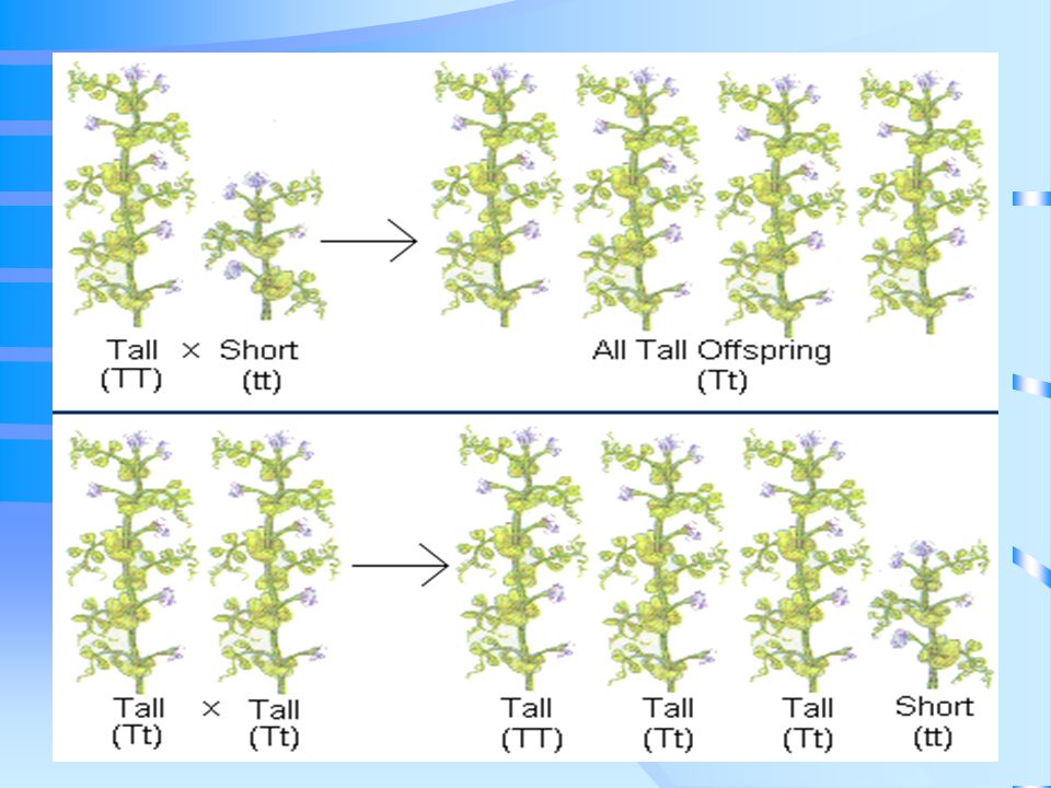 Test Cross: cross the tall plant (TT or Tt) with a short one (tt) If any recessive phenotypes show up in the next generation, the unknown genotype MUST be Heterozygous Homozygous tall x short TT x tt Heterozygous Tall x short Tt x tt