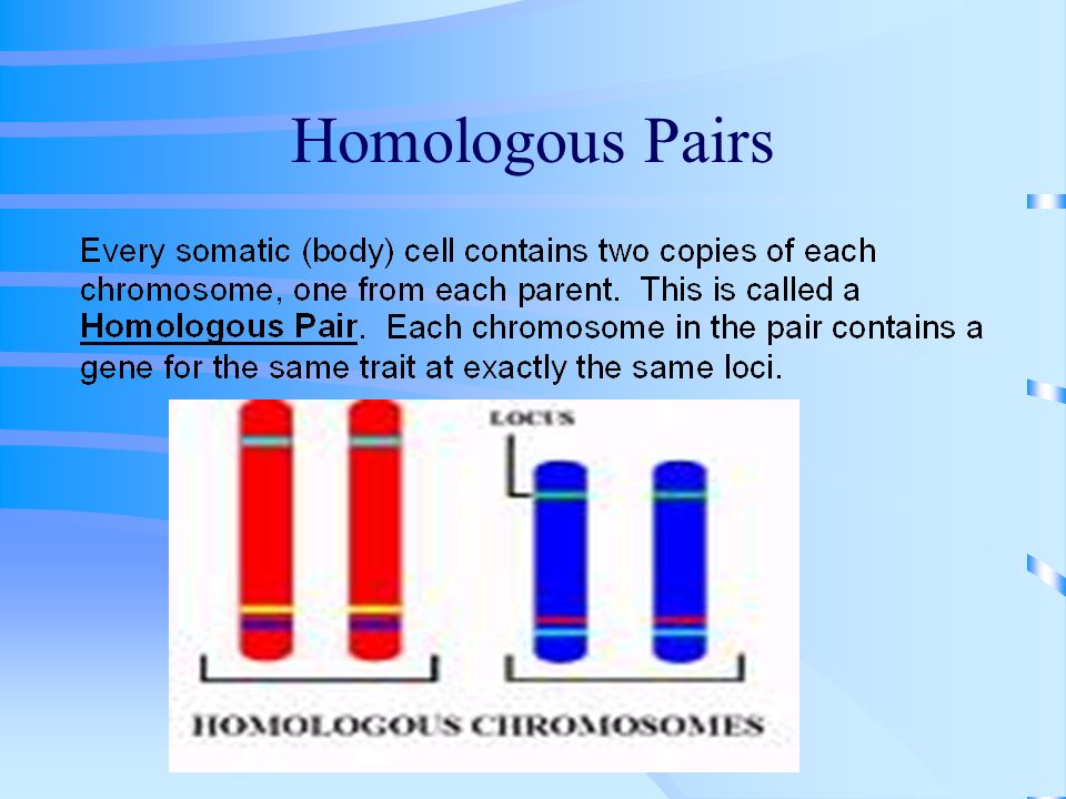 Key Terms To Know: Trait = any characteristic that can be passed from parents to their offspring Gene = genetic material on a chromosome that contains the instructions for creating a particular trait Allele = one of several varieties of a gene, an alternate form of the same gene for a given trait example: A or a (same letter, different case) Locus = the location on a chromosome where a gene is located