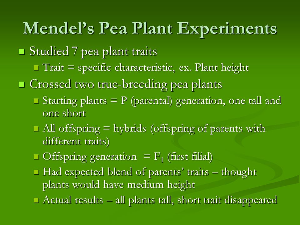 Mendel’s Pea Plant Experiments Studied 7 pea plant traits Studied 7 pea plant traits Trait = specific characteristic, ex.