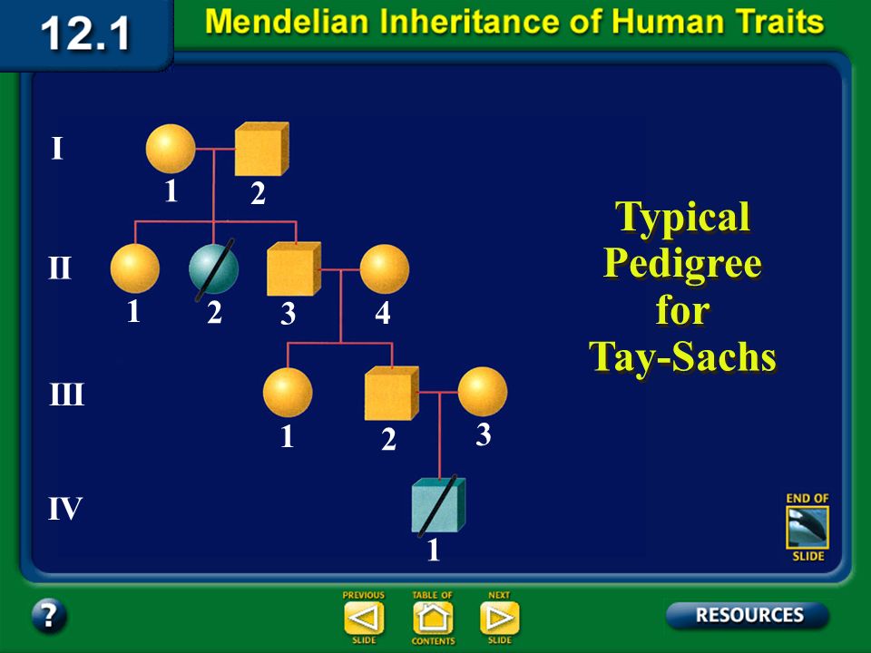 Section 12.1 Summary – pages Tay-Sachs disease Tay-Sachs (tay saks) disease is a recessive disorder of the central nervous system.