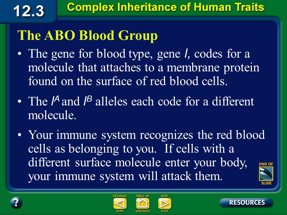 Section 12.3 Summary – pages Determining blood type is necessary before a person can receive a blood transfusion because the red blood cells of incompatible blood types could clump together, causing death.