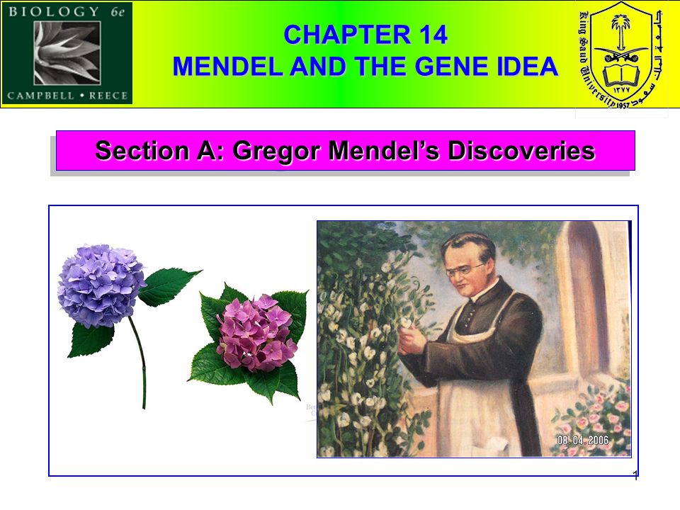 1 Section A: Gregor Mendel’s Discoveries CHAPTER 14 MENDEL AND THE GENE IDEA