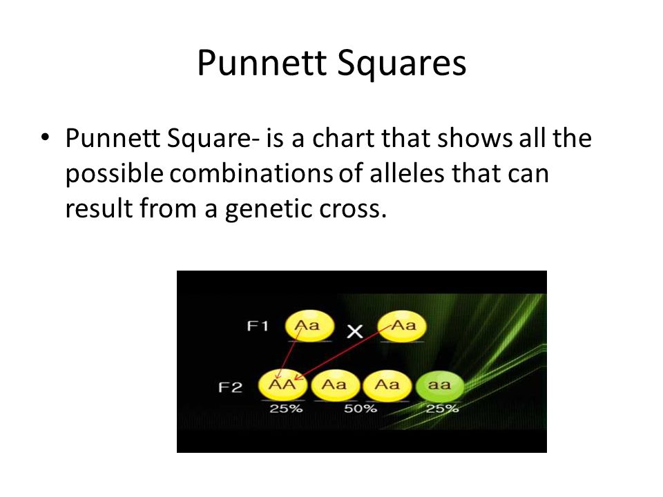 Punnett Squares Punnett Square- is a chart that shows all the possible combinations of alleles that can result from a genetic cross.