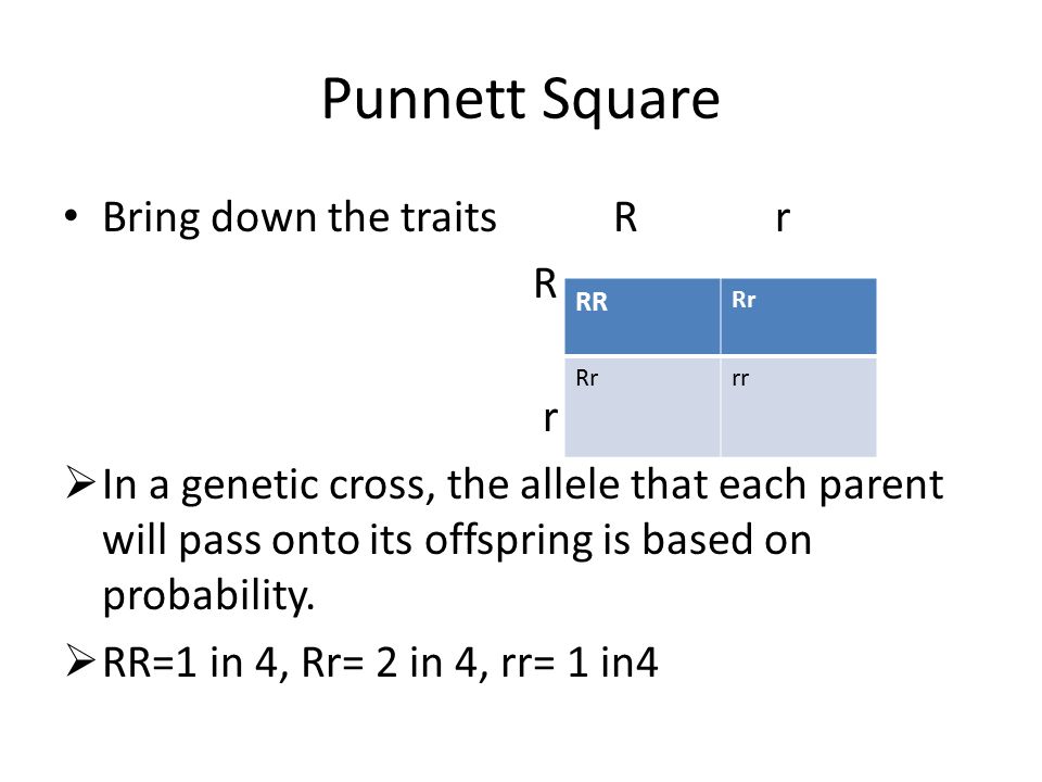 Punnett Square Bring down the traits R r R r  In a genetic cross, the allele that each parent will pass onto its offspring is based on probability.