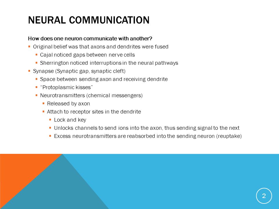 How does a neuron communicate with another cell