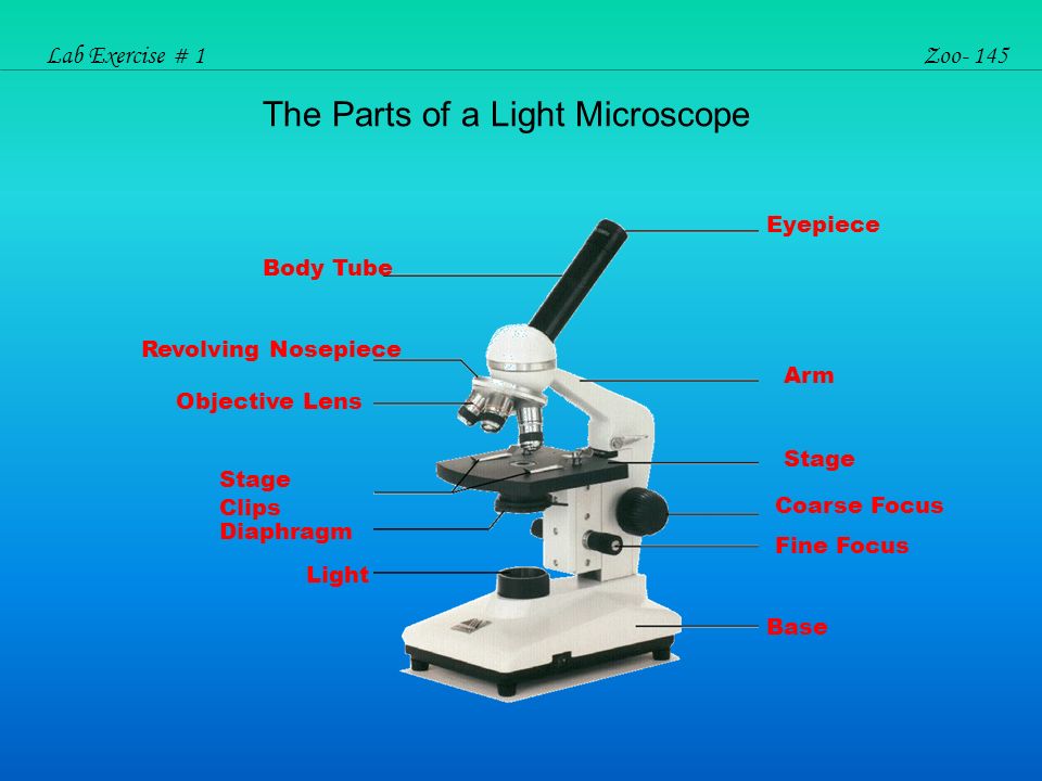 Microscopy Lab Exercise # 1Zoo- 145 Lab Exercise # 1Zoo- 145 INTRODUCTION. - ppt download
