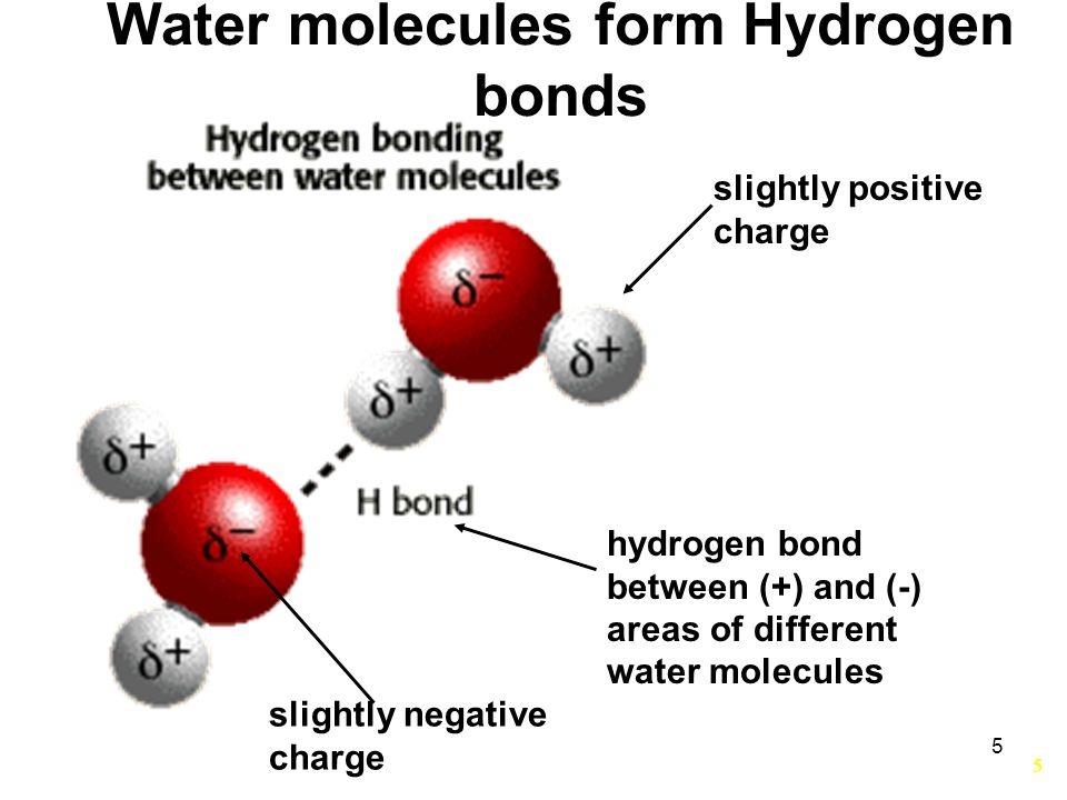 charge hydrogen bond between (+) and (-) areas of different water molecules ...