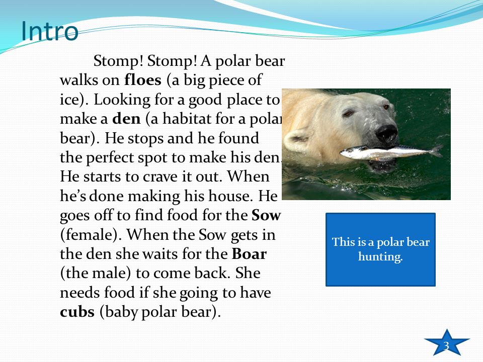Реферат: Polar Bear Essay Research Paper Polar Bear
