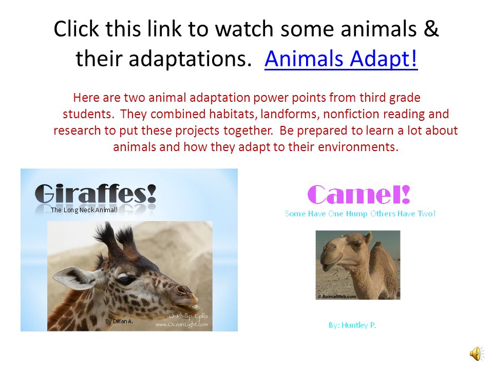 Giraffes have adapted to their environment. Giraffes born with longer necks  could reach higher into trees to get more food than giraffes with shorter.  - ppt download