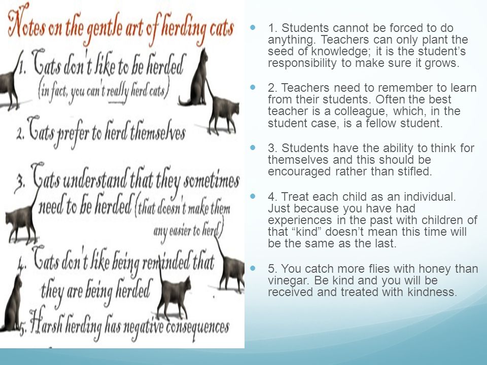 teaching is like herding