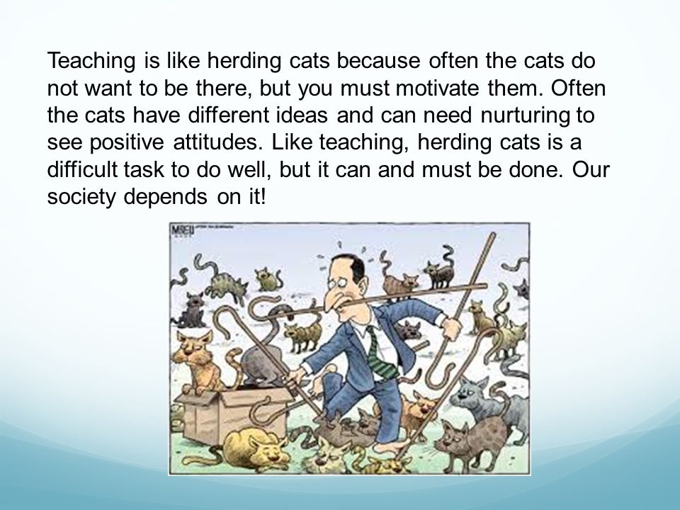 teaching is like herding cats by michelle gladstone ppt download