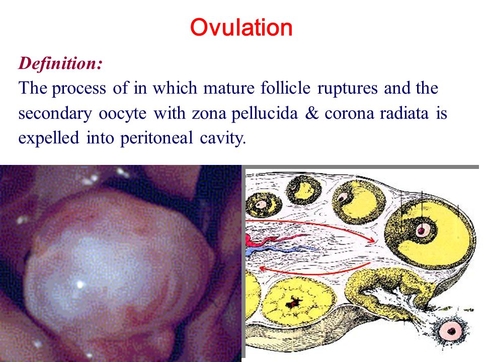 Mature ovum is expelled from the