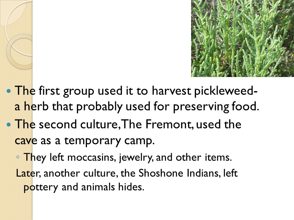 The first group used it to harvest pickleweed- a herb that probably used for preserving food.