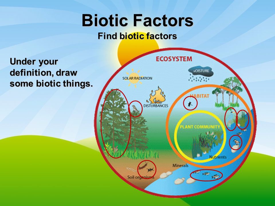 biotic ecosystem