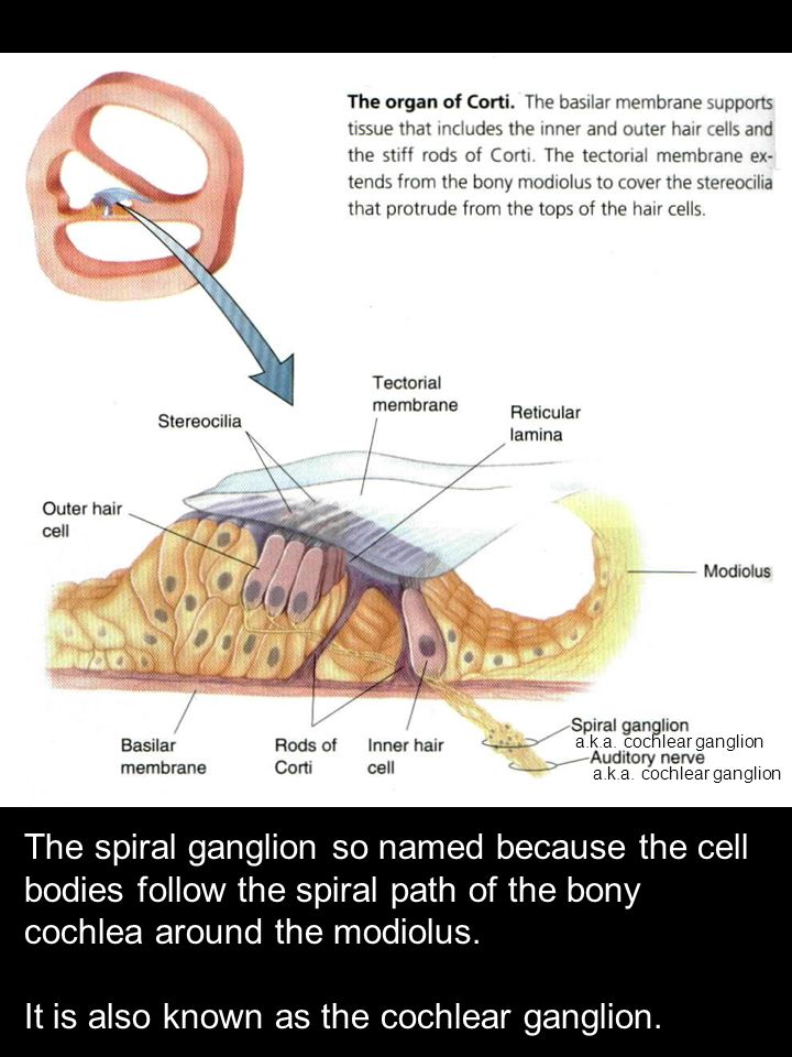 The spiral ganglion so named because the cell bodies follow the spiral path of the bony cochlea around the modiolus.