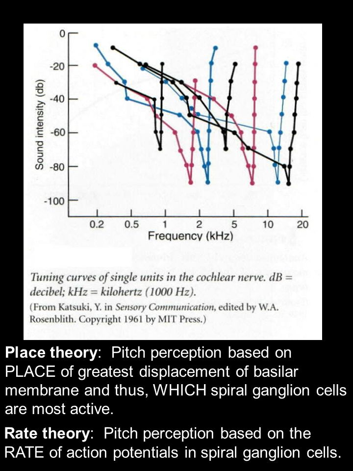 Place theory: Pitch perception based on PLACE of greatest displacement of basilar membrane and thus, WHICH spiral ganglion cells are most active.