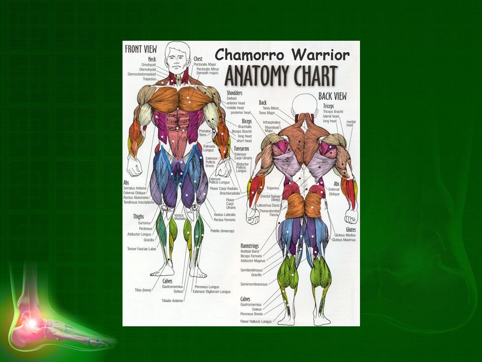 Chamorro Warrior Anatomy Chart