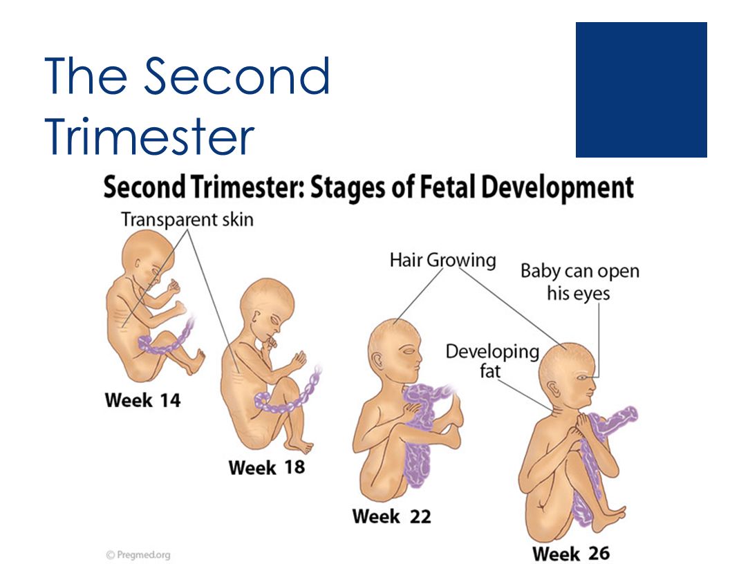 Fetal development in the second trimester