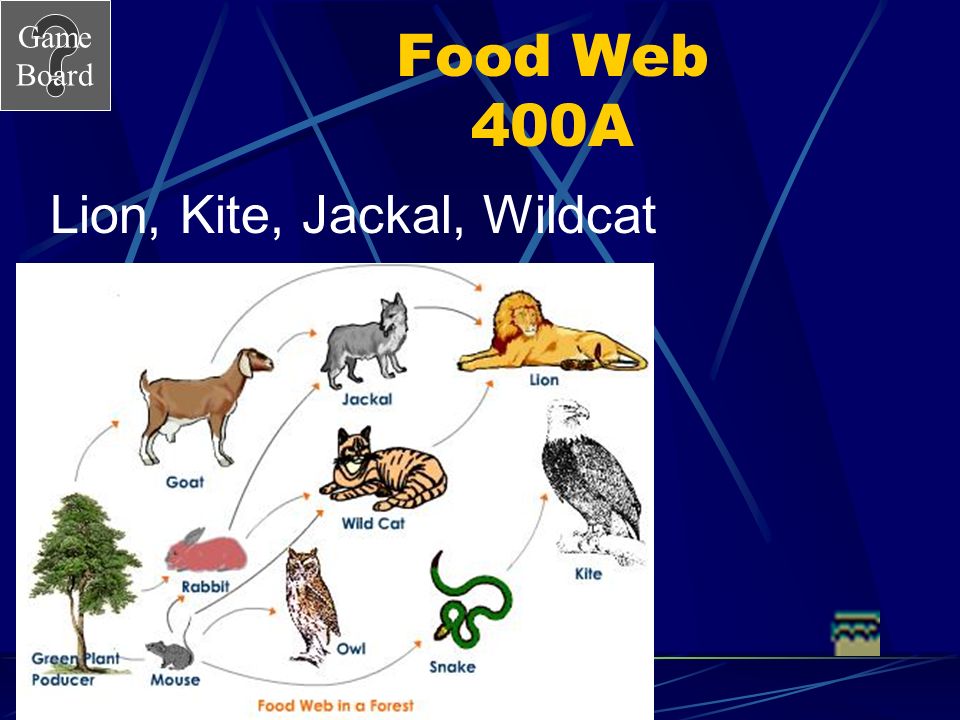 Game Board Food Web 400 Answer List 3 Tertiary consumers