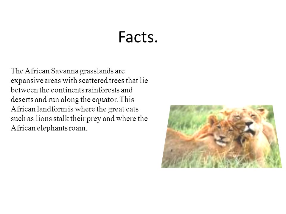 African Savannah By Jessica and Tamsin. Facts. The African Savanna  grasslands are expansive areas with scattered trees that lie between the  continents. - ppt download