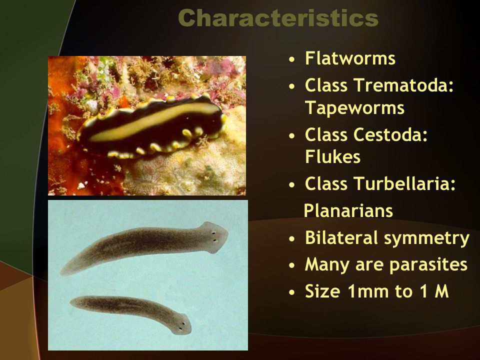 Platyhelminthes osztály cestoda