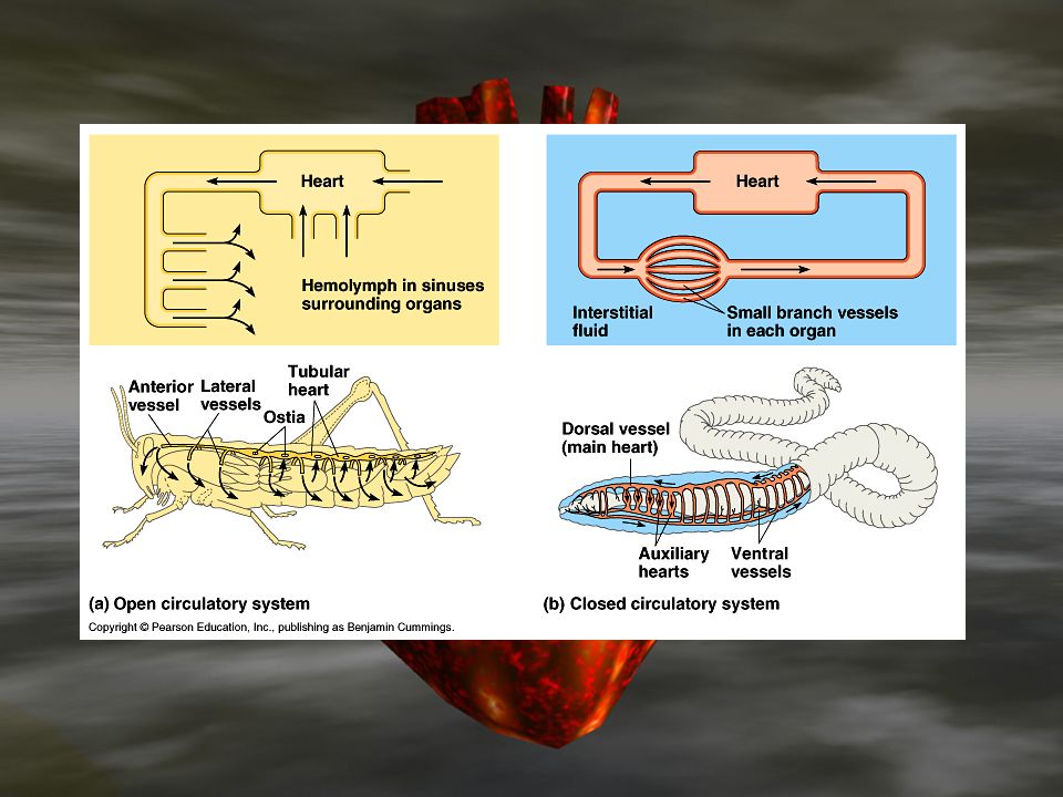 Circulatory System Most animals have a circulatory system including a  pumping device – heart Open Circulatory System – system may have large open  spaces. - ppt download